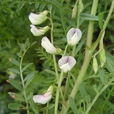 بذر گاودانه (بسته 10 گرمی) کد 1642
