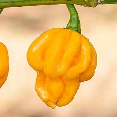 بذر فلفل زرد جاماییکایی بونت بسیار تند (بسته 5 عددی) کد 1629