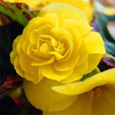 بذر بگونیا موکا زرد (بسته 5 عددی) کد 1613