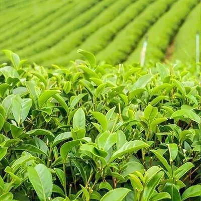 بذر چای (بسته 5 عددی) کد 1816