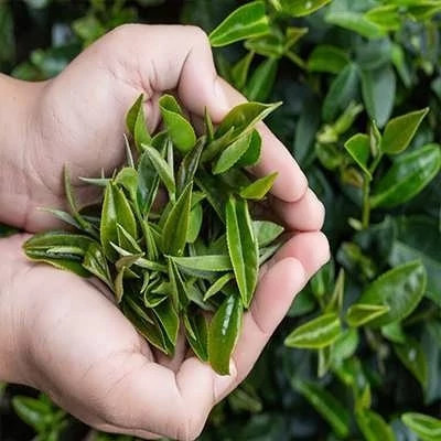 بذر چای (بسته 5 عددی) کد 1816