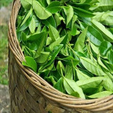 بذر چای (بسته 5 عددی) کد 1816