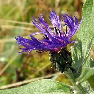 بذر گل گندم خوراکی (بسته 20 عددی) کد 1667