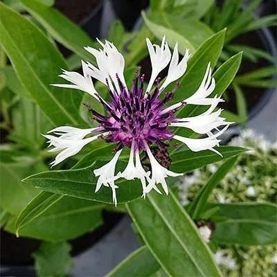 بذر گل گندم خوراکی (بسته 20 عددی) کد 1667
