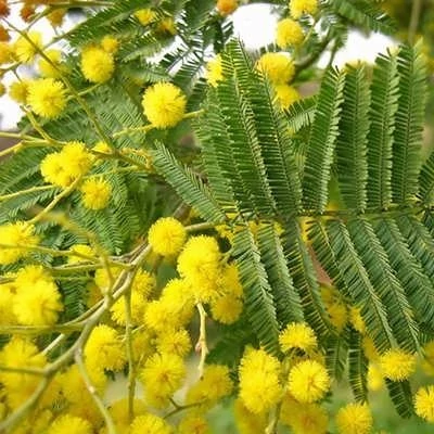بذر درخت آکاسیا برگ خنجری (بسته 4 عددی) کد 833