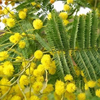 بذر درخت آکاسیا برگ خنجری (بسته 4 عددی) کد 833