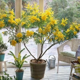 بذر درخت آکاسیا برگ خنجری (بسته 4 عددی) کد 833