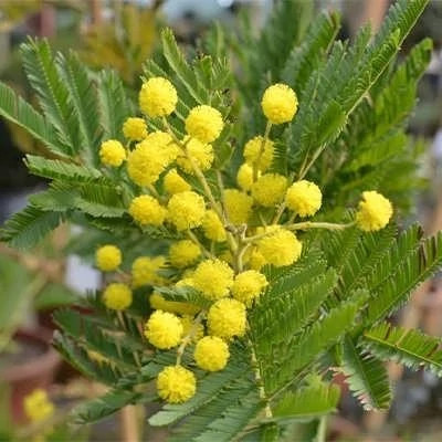 بذر درخت آکاسیا برگ خنجری (بسته 4 عددی) کد 833