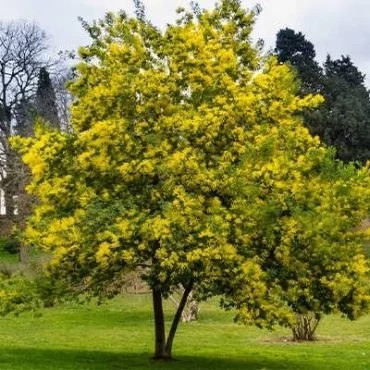 بذر درخت آکاسیا برگ خنجری (بسته 4 عددی) کد 833