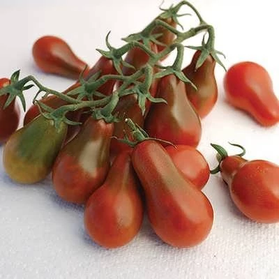 بذر گوجه فرنگی شکلاتی گلابی (بسته 10 عددی) کد 928