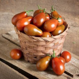 بذر گوجه فرنگی شکلاتی گلابی (بسته 10 عددی) کد 928