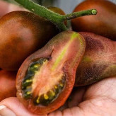 بذر گوجه فرنگی شکلاتی گلابی (بسته 10 عددی) کد 928