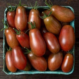 بذر گوجه فرنگی شکلاتی گلابی (بسته 10 عددی) کد 928