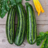 بذر کدو خورشتی سبز رومی (بسته 10 عددی) کد 1165