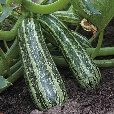 بذر کدو خورشتی سبز رومی (بسته 10 عددی) کد 1165