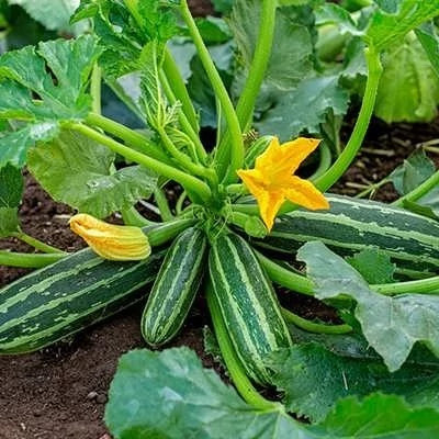 بذر کدو خورشتی سبز رومی (بسته 10 عددی) کد 1165