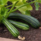 بذر کدو خورشتی سبز رومی (بسته 10 عددی) کد 1165