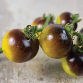 بذر گوجه گیلاسی توت طلایی آبی (بسته 10 عددی) کد 1519