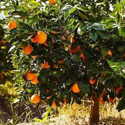 بذر درخت پرتقال (بسته 10 عددی) کد 825