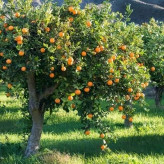 بذر درخت پرتقال (بسته 10 عددی) کد 825