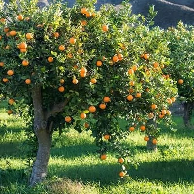 بذر درخت پرتقال (بسته 10 عددی) کد 825
