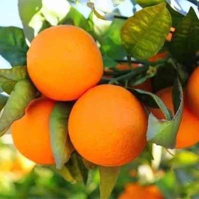 بذر درخت پرتقال (بسته 10 عددی) کد 825