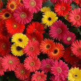 بذر گل ژربرا الوان (بسته 10 عددی) کد 1708