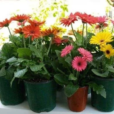 بذر گل ژربرا الوان (بسته 10 عددی) کد 1708