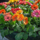 بذر گل ژربرا الوان (بسته 10 عددی) کد 1708