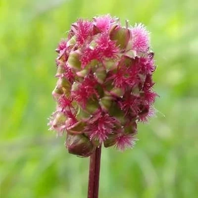 بذر سالاد برنت (توت روباهی) (بسته 20 عددی) کد 1415