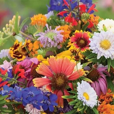 بذر میکس گل های وحشی (بسته 1 گرمی) کد 1598