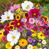 بذر میکس گل های وحشی (بسته 1 گرمی) کد 1598