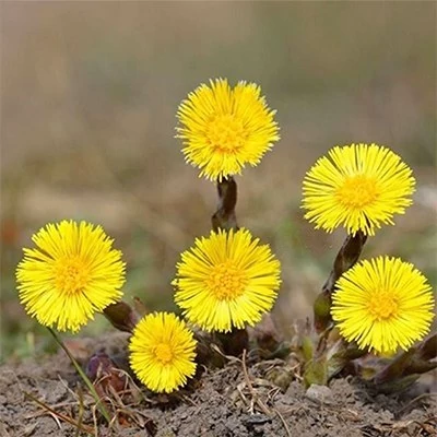 بذر گل پای خر (بسته 10 عددی) کد 1749