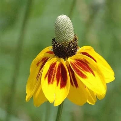 بذر گل کلاه مکزیکی (بسته 5 عددی) کد 1328