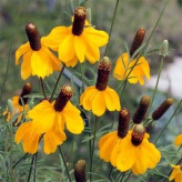 بذر گل کلاه مکزیکی (بسته 5 عددی) کد 1328