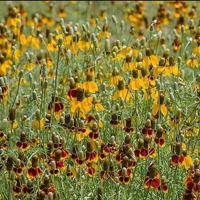 بذر گل کلاه مکزیکی (بسته 5 عددی) کد 1328