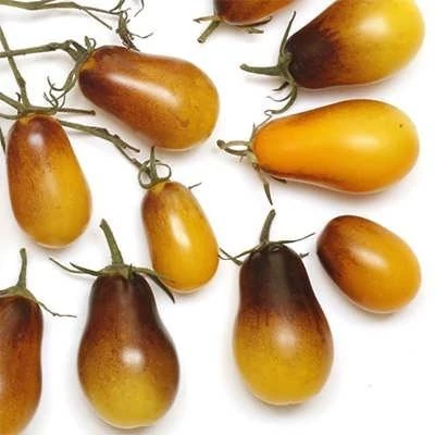 بذر گوجه گلابی زنبور عسل (بسته 10 عددی) کد 186