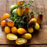 بذر گوجه گلابی زنبور عسل (بسته 10 عددی) کد 186