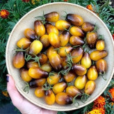 بذر گوجه گلابی زنبور عسل (بسته 10 عددی) کد 186