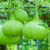 بذر کدو بمبی (بسته 5 عددی) کد 1219