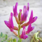 بذر ناخنک (بسته 1 گرمی) کد 536