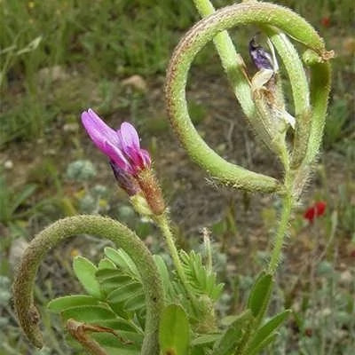 بذر ناخنک (بسته 1 گرمی) کد 536