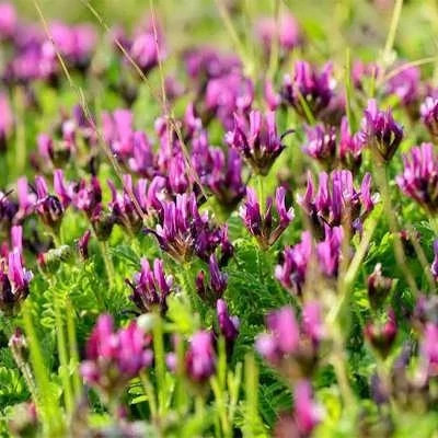 بذر ناخنک (بسته 1 گرمی) کد 536