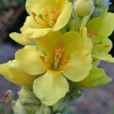 بذر گل ماهور (خرگوشک) (بسته 1 گرمی) کد 546