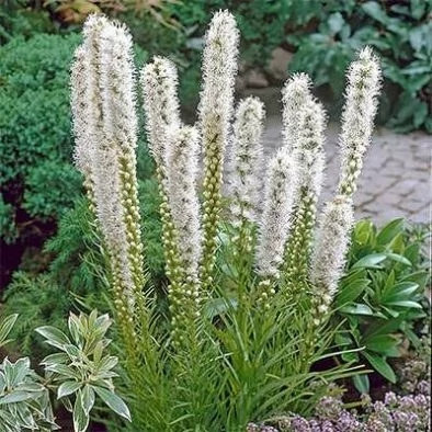 بذر گل لیاتریس اسپیکاتا (بسته 10 عددی) کد 1318