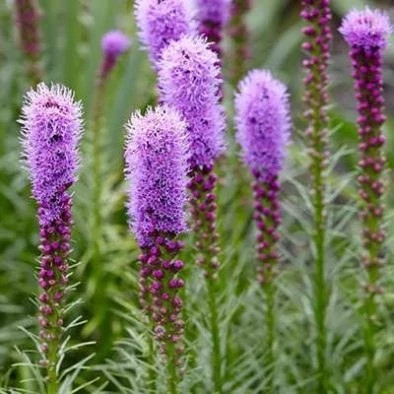 بذر گل لیاتریس اسپیکاتا (بسته 10 عددی) کد 1318