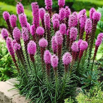 بذر گل لیاتریس اسپیکاتا (بسته 10 عددی) کد 1318