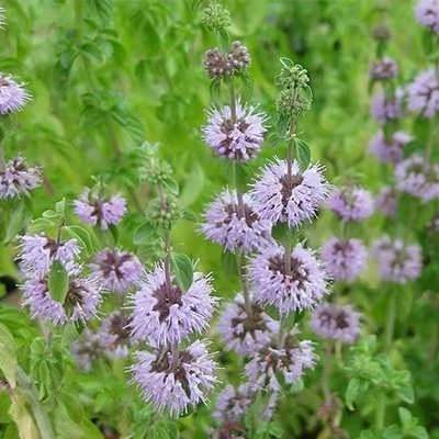 بذر پونه پنی رویال ایرانی (بسته 50 عددی) کد 659