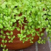 بذر پونه پنی رویال ایرانی (بسته 50 عددی) کد 659