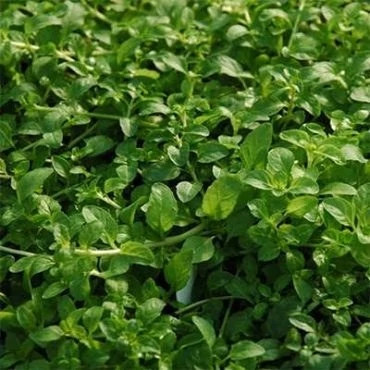بذر پونه پنی رویال ایرانی (بسته 50 عددی) کد 659